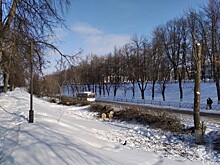 Энтомолог объяснил причину гибели деревьев в центре Ярославля