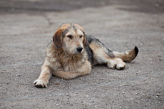 Саратовцам предложили по выходным считать собак на улицах для установления их численности