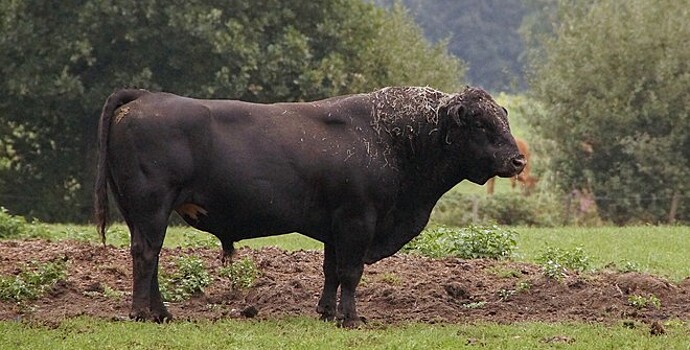 Генетически отредактированный бык стал отцом