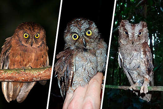 Ученые обнаружили новый уникальный вид сов