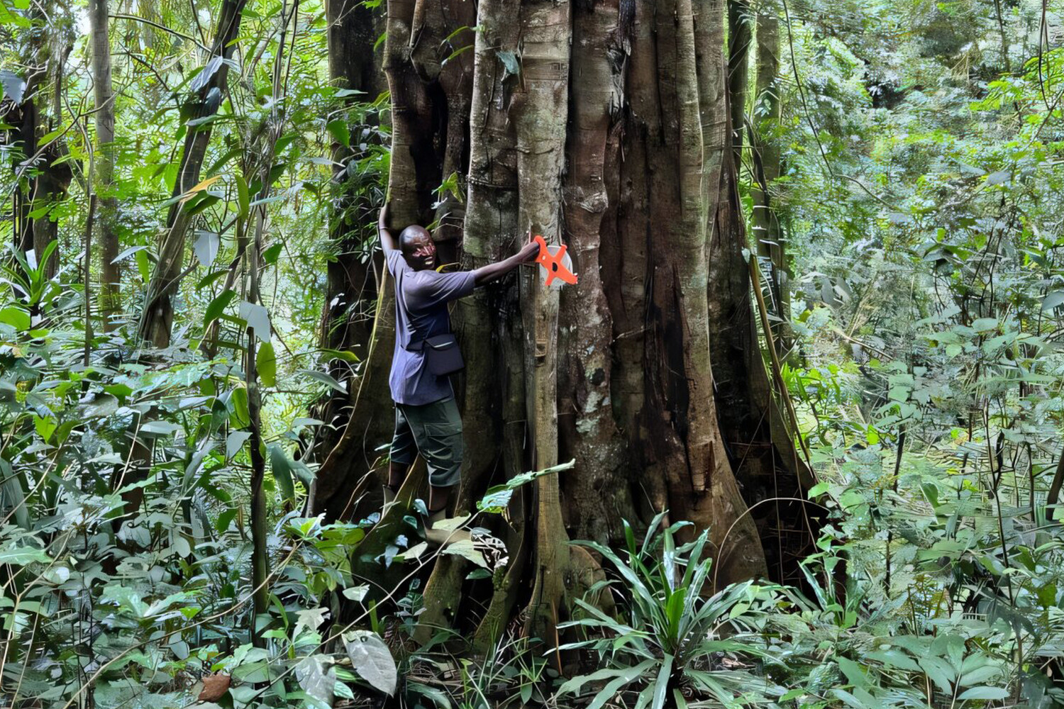 Phytotaxa: в горах Танзании обнаружили ранее неизвестные древние деревья