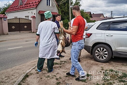 В Татарстане ветврача судят за липовое свидетельство на перевозку племенных лошадей