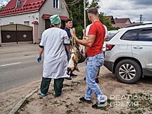 В Татарстане ветврача судят за липовое свидетельство на перевозку племенных лошадей