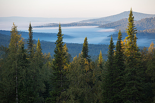 Гектар за гектар: как не промотать лесные богатства