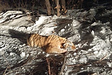В Приморье отловили нападавшего на собак амурского тигра