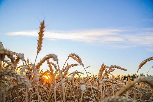 «Единая Россия» поддержала законопроект о сохранении особого статуса сельхозпроизводителя для аграриев в приграничных регионах