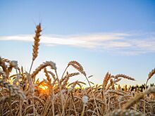 «Единая Россия» поддержала законопроект о сохранении особого статуса сельхозпроизводителя для аграриев в приграничных регионах