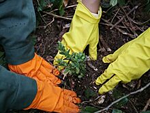 Приманить и обезвредить: создан новый метод выявления вредителей растений