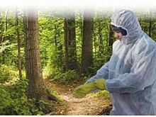 Эпидемия сезона. Когда леса станут безопасными?