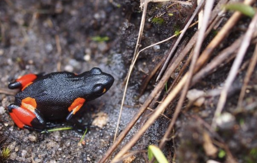 Редкие мадагаскарские лягушки стремительно исчезают