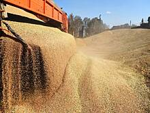 Вывоз зерна из России ограничили квотами