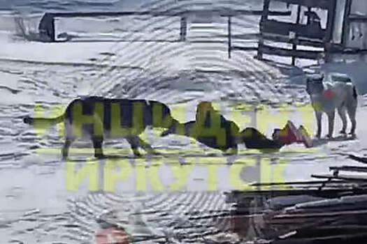 В Иркутской области собаки напали на ребенка и тащили его по снегу