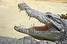 «Никого не боится»: видео с огромным крокодилом в Приморье распространяют в Сети
