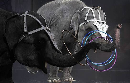 В Большом Московском цирке появился слон
