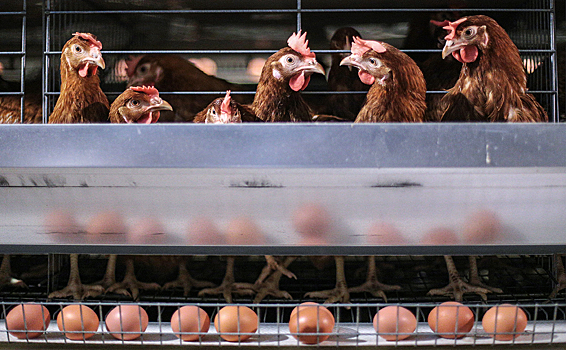 Названа причина роста цен на курицу