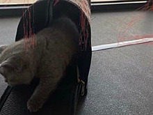 Пассажирка разбившегося на Камчатке самолета опубликовала фото перед вылетом
