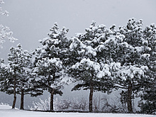 В Сочи объявили штормовое предупреждение из-за сильного снегопада