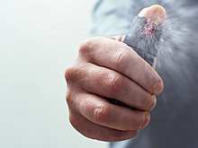 Петербуржец ответил на невыплату зарплаты перцовым баллончиком и дымовой шашкой