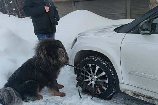 Владелица привязала сторожевых собак к машине, чтобы ее не забрали приставы