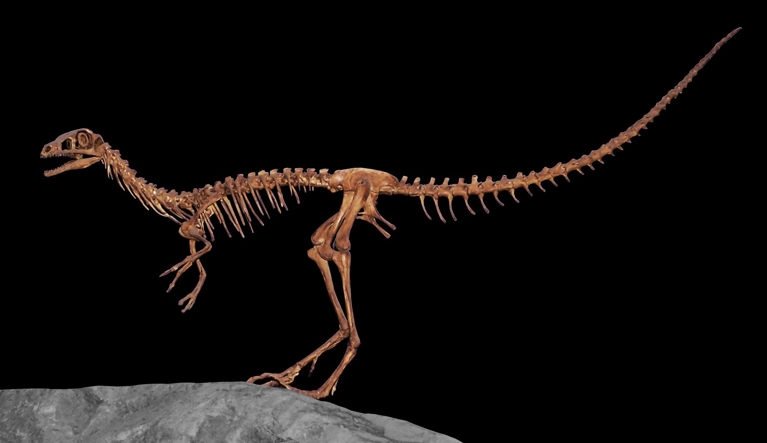 Какой динозавр был самым быстрым