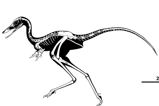 В Аргентине открыли новый вид проворных травоядных динозавров