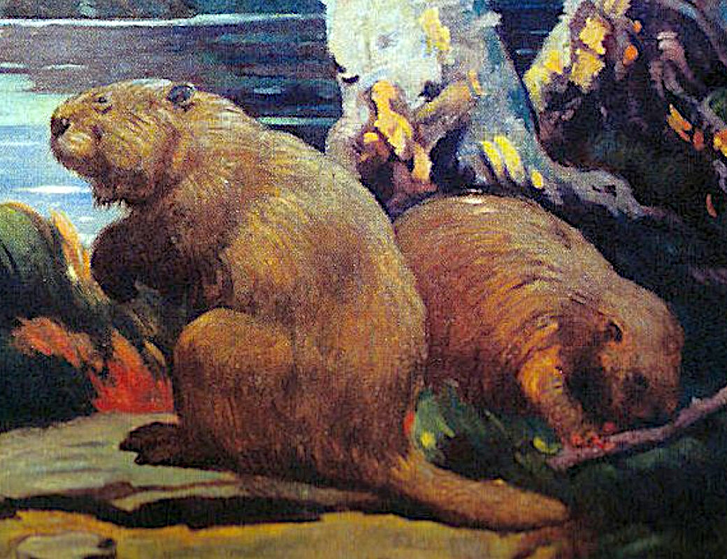 Легенды древней Земли: бобр размером с медведя