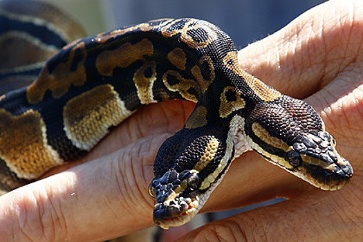 Редчайшая двухголовая змея дожила до 17 лет вопреки прогнозам ветеринаров