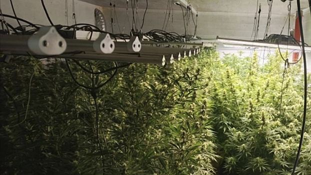 В частном доме 40-летнего жителя деревни Малиновки тверские полицейские обнаружили 40 кг конопли