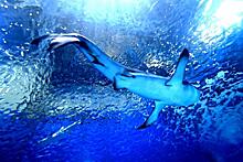 Приморские ученые рассказали об опасности сельдевых акул