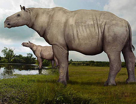 Легенды древней Земли: как безрогого носорога не могут назвать уже целый век