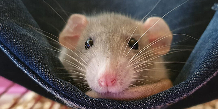 Домашняя мышь Патрик Стюарт была признана старейшей в истории