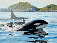 Почему дикие косатки делятся с людьми едой?