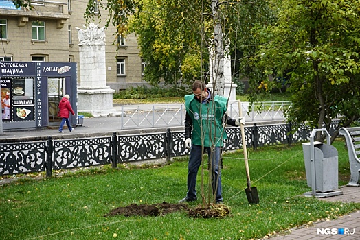 На аллее Красного проспекта посадили 125 рябин