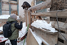 В Новосибирске закрывают приют для собак: 218 псов снова могут стать бродячими