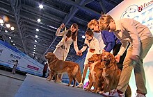 Выставка собак в Москве прошла вместе с акцией "Хочу домой"