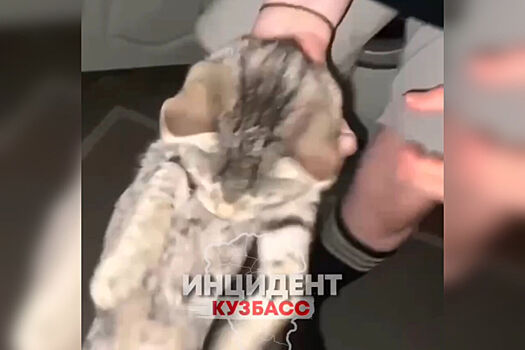 Кемеровчане спасли котёнка-жертву подростков