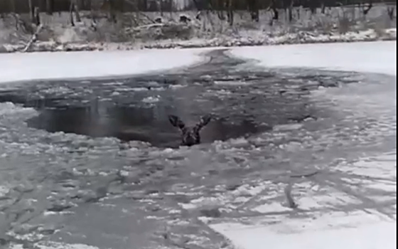 Рязанцы спасли провалившуюся под лёд лосиху