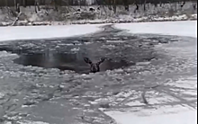 Рязанцы спасли провалившуюся под лёд лосиху