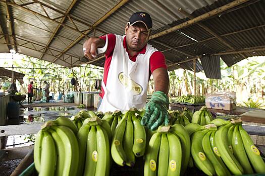 В России назвали условие новых поставок бананов компаниями из Эквадора