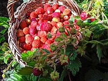 Варнава Земляничник: что нужно сделать 24 июня, чтобы не накликать финансовые проблемы