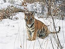 WWF: России нужна новая стратегия по сохранению биоразнообразия