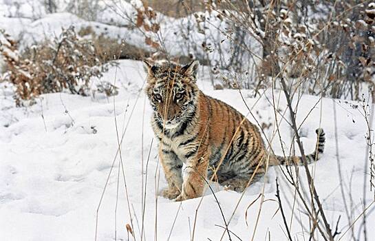 WWF: России нужна новая стратегия по сохранению биоразнообразия