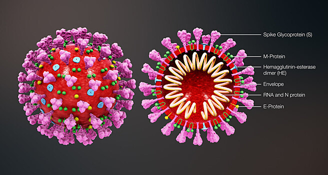 Первая вакцина от коронавируса прошла испытания