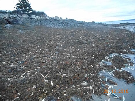 Около 20 тысяч морских существ выбросило на побережье Канады