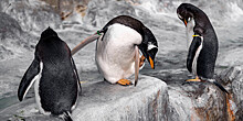 Учёные сообщили о продолжении сокращения популяции императорских пингвинов