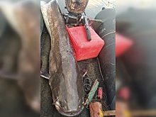 Гигантского сома выловил нижегородский рыбак