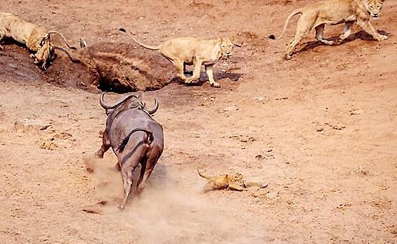 Разъярённый буйвол выбрал самого беззащитного члена львиного прайда и атаковал его на глазах туристов