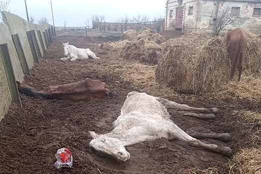 На Ставрополье расследуют случай жестокого обращения с животными на конезаводе