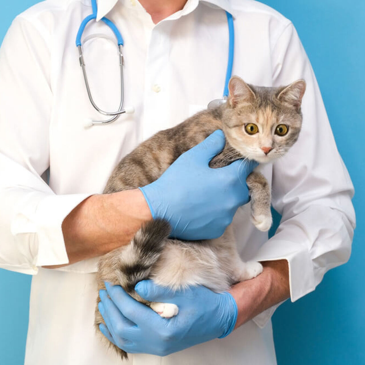 Глисты у кошек: признаки и лечение - Рамблер/женский