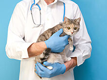 Глисты у кошек: признаки и лечение